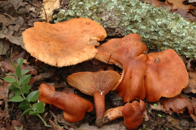 Lactarius atlanticus?